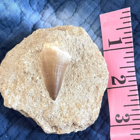 Fossil - Mosasaurus tooth fossil - Picture 2 of 8